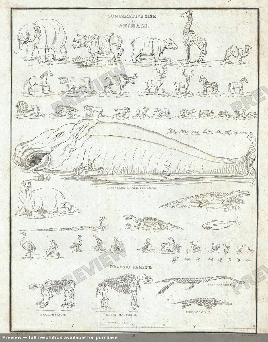Antique map: Animals, 1835