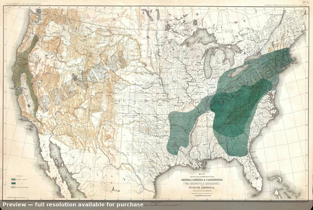 Antique map: Castanea, 1884