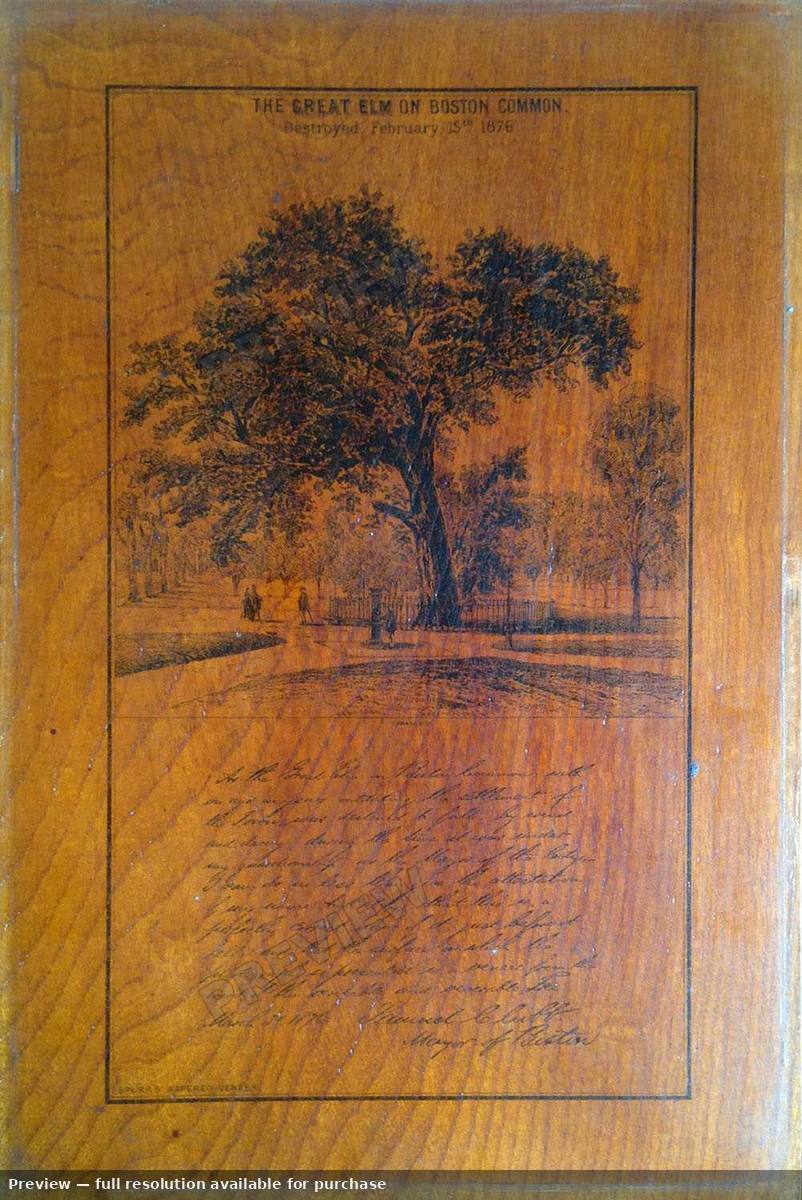 Antique map: Elm Boston Common, 1876, 1876