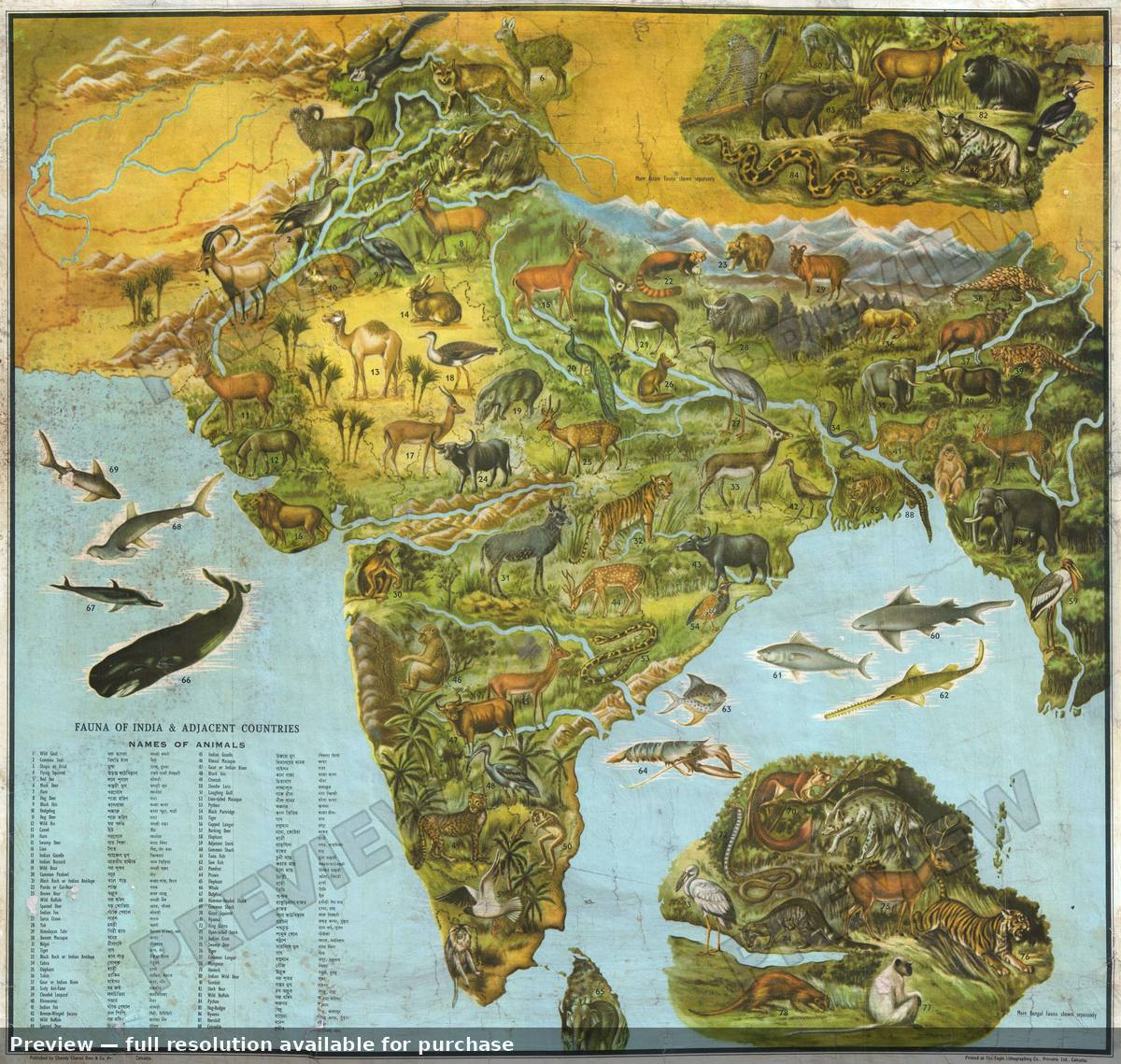Antique map: India Fauna, 1947, 1947