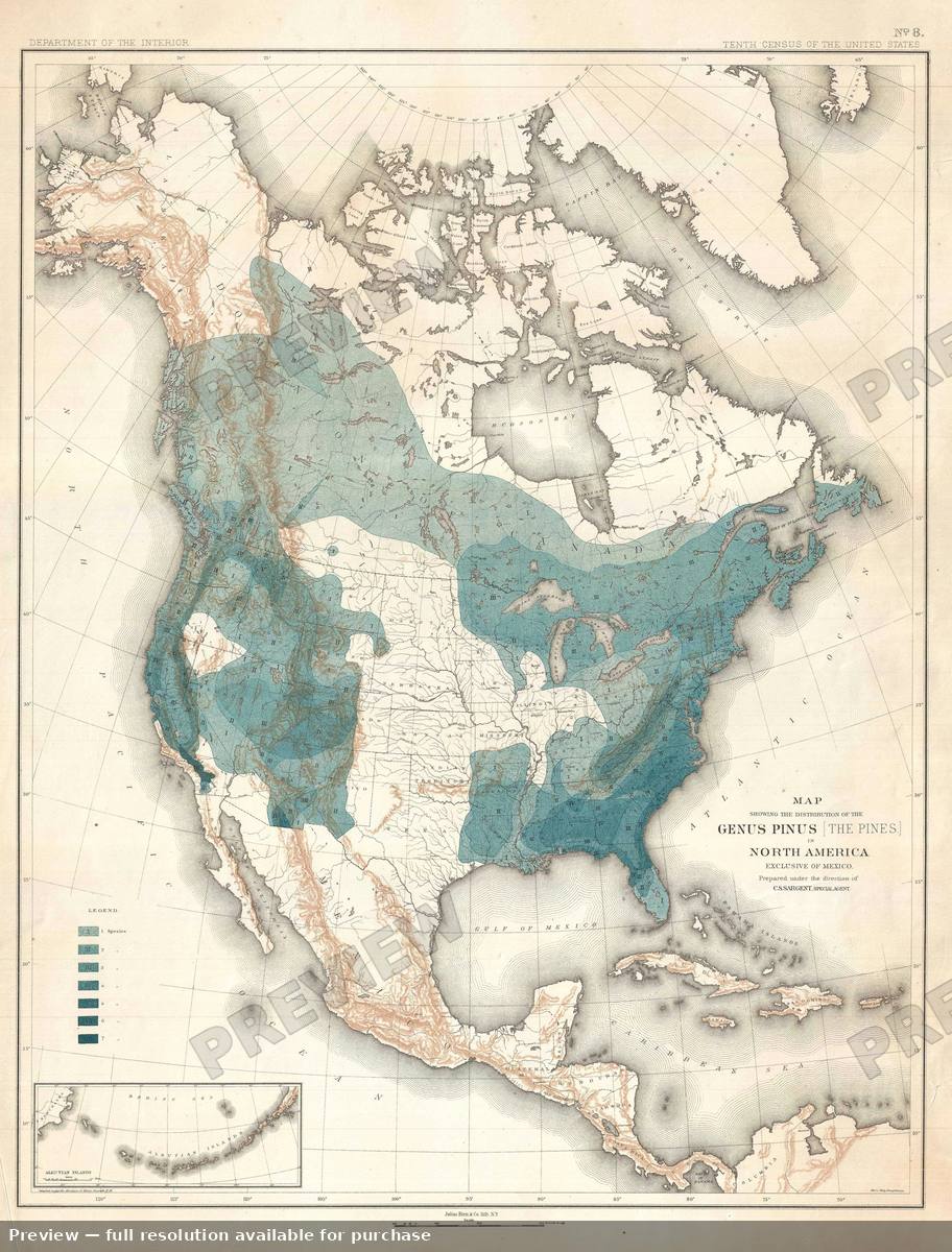 Antique map: Pinus, 1884