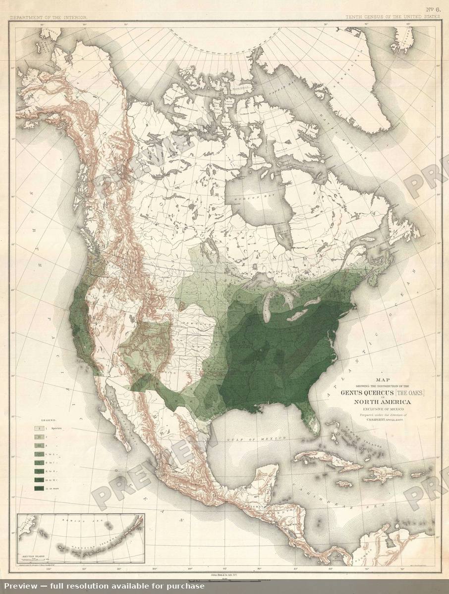 Antique map: Quercus, 1884